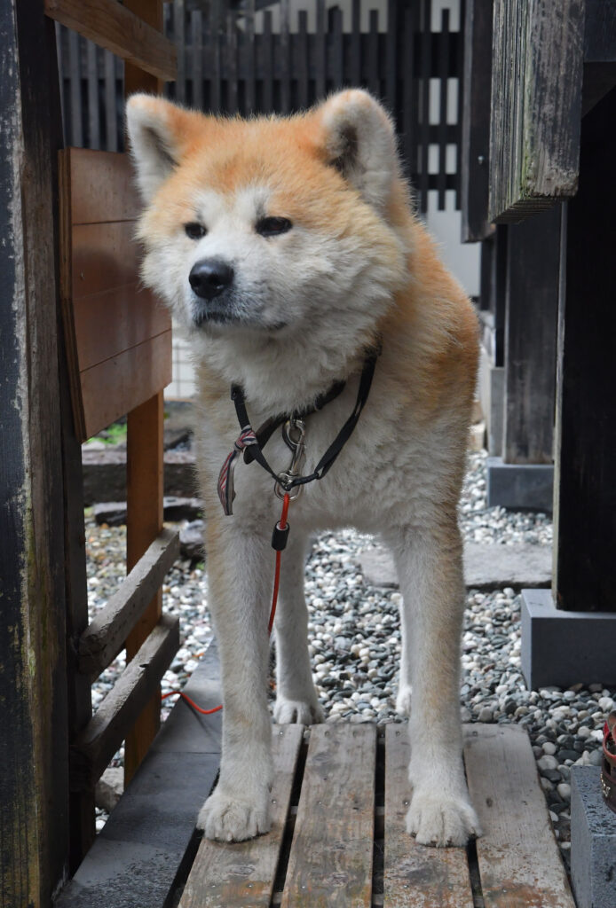 元ハピネッツ 谷口選手 秋田犬グッズ販売 角館の工芸品店 秋田犬新聞