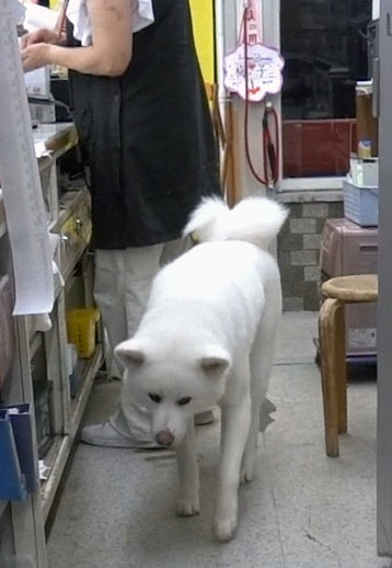 レジ打ち動画 でブレーク 酒店の看板犬 梅子の日常 ５ 閉店後のお楽しみ 秋田犬新聞