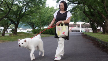 “レジ打ち動画”でブレーク！　酒店の看板犬・梅子の日常　（１）朝の散歩