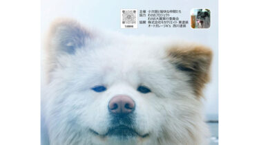 出るか？ 次世代スター長毛秋田犬　「わさお大賞」、１０月に初の大阪大会