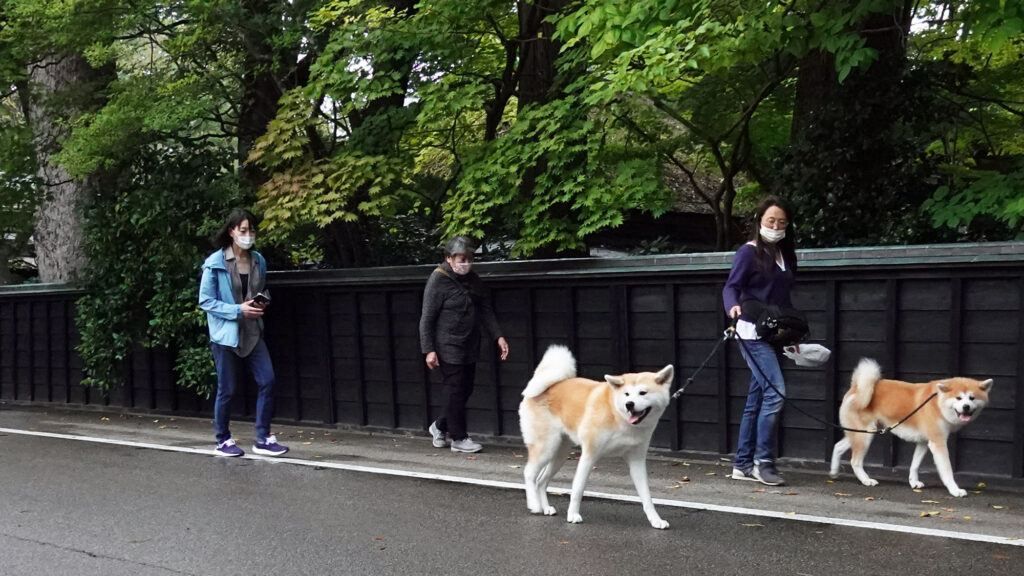 みちのくの小京都に映える武士たち 角館の民泊 縁 の看板犬カップル 上 秋田犬新聞