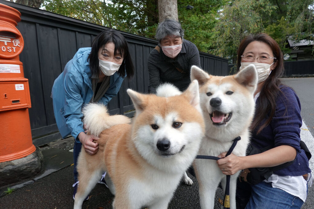 みちのくの小京都に映える武士たち 角館の民泊 縁 の看板犬カップル 上 秋田犬新聞