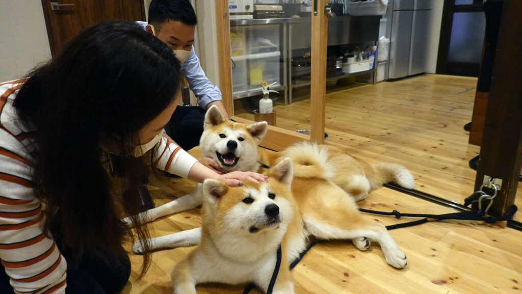 時間無制限 モフモフし放題 角館の民泊 縁 の看板犬カップル 下 秋田犬新聞 時間無制限 モフモフし放題 角館の民泊 縁 の看板犬カップル 下 秋田犬新聞
