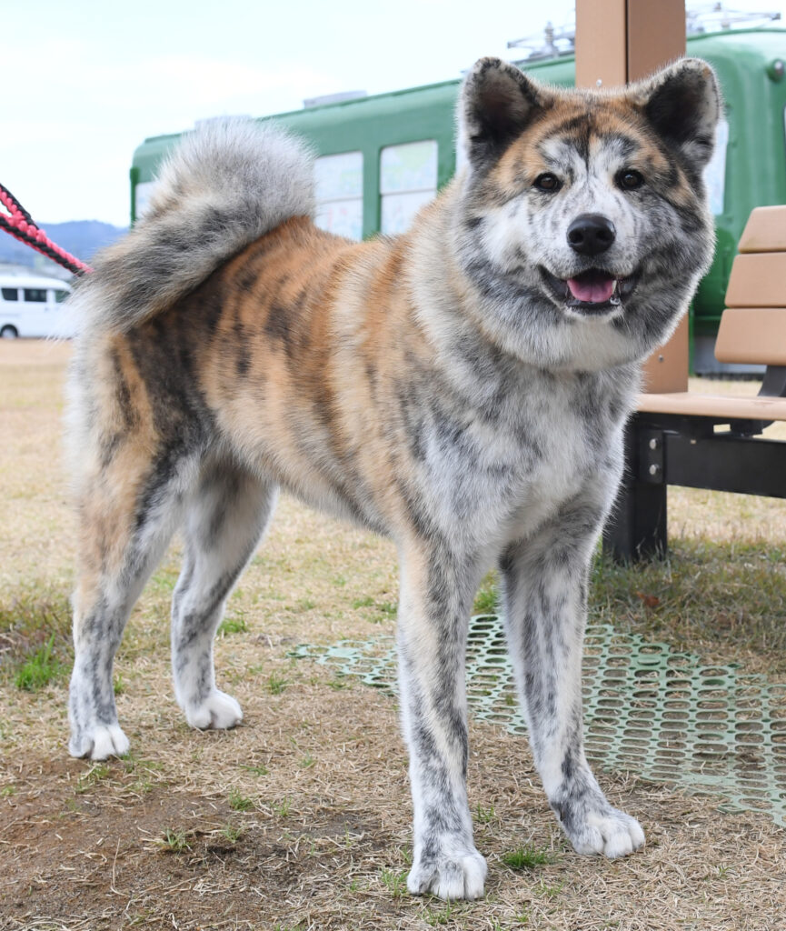 虎 毛の秋田犬に会いに行こう 動画 秋田犬新聞