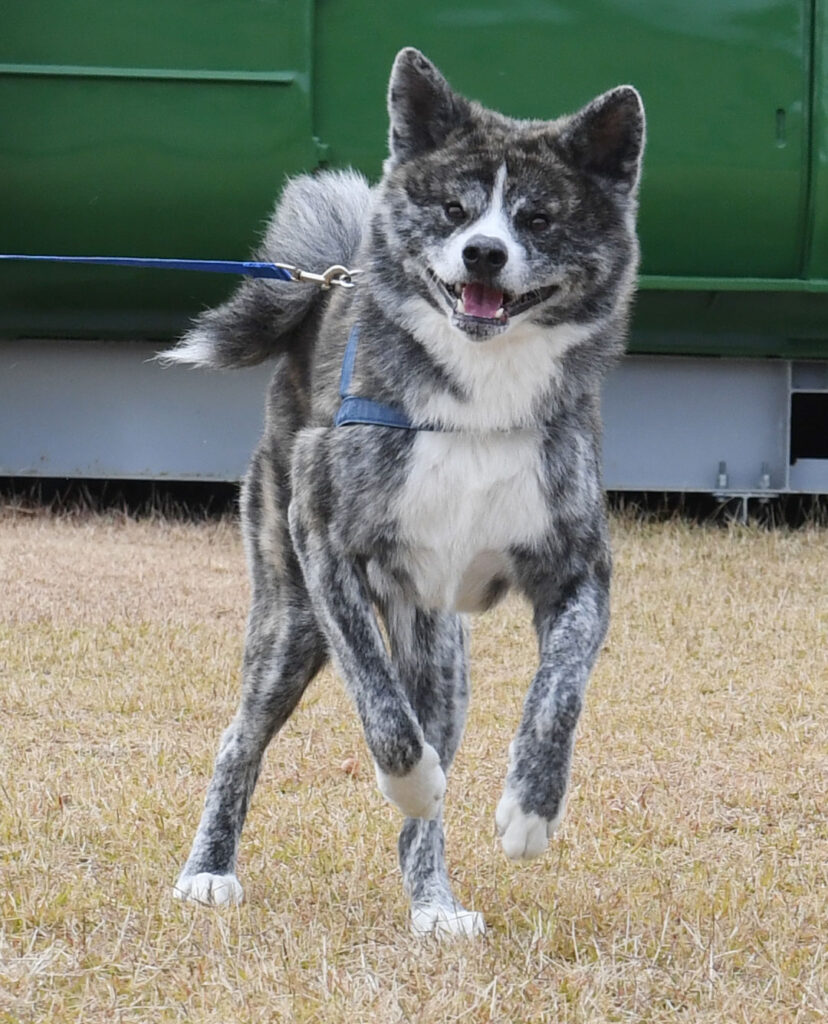 虎 毛の秋田犬に会いに行こう 動画 秋田犬新聞