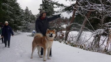 銀牙シリーズにも登場 高橋よしひろさんと虎毛秋田犬 秋田犬新聞