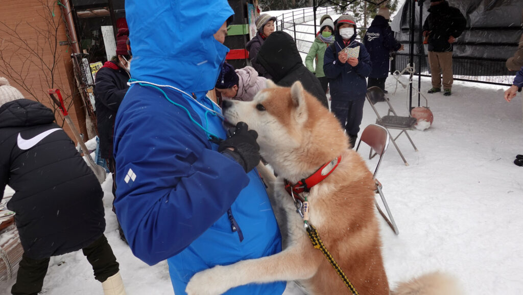 三種町のクアオルト犬 マサ 人懐っこい 癒やし系 秋田犬新聞