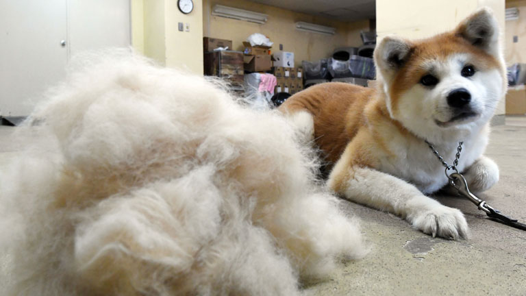 換毛期の秋田犬 抜け毛が山のよう ブラッシングは念入りに 秋田犬新聞