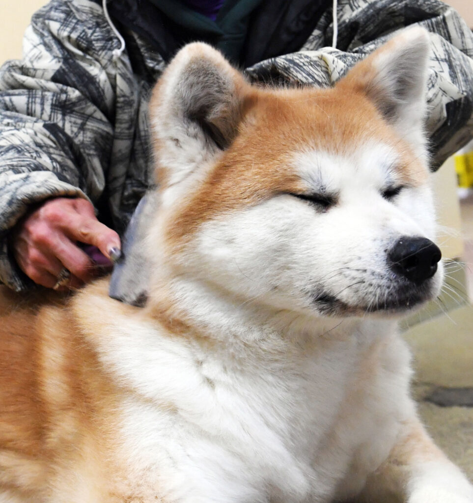 換毛期の秋田犬 抜け毛が山のよう ブラッシングは念入りに 秋田犬新聞