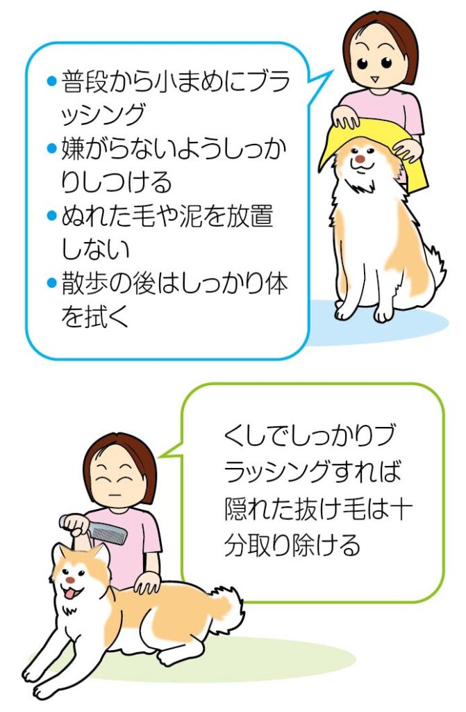 換毛期の秋田犬 抜け毛が山のよう ブラッシングは念入りに 秋田犬新聞