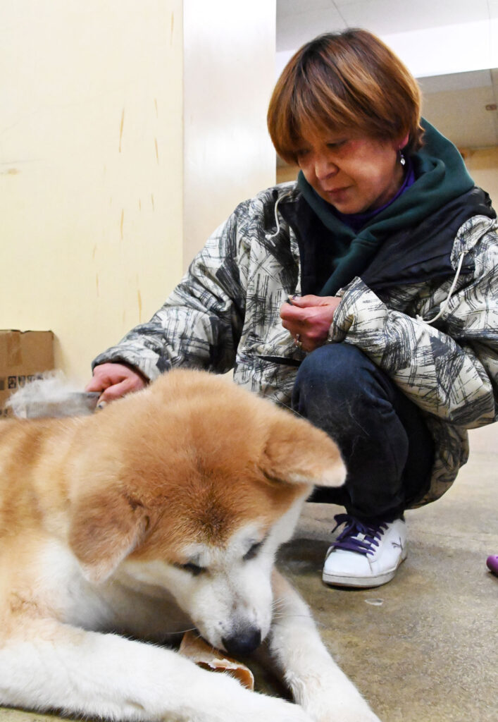 換毛期の秋田犬 抜け毛が山のよう ブラッシングは念入りに 秋田犬新聞