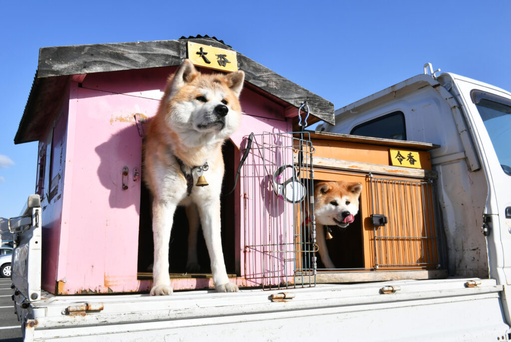 ジィジィ ２匹は任せて 大館市の大香と令香 秋田犬新聞