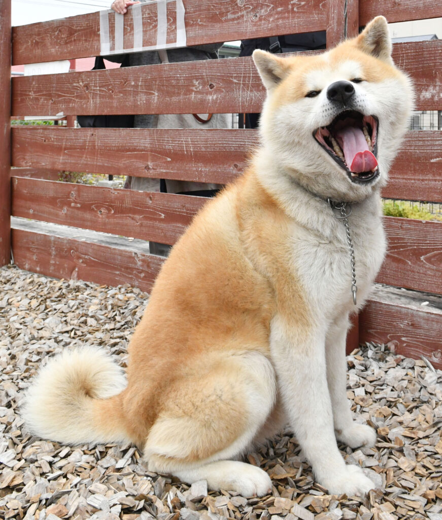 男鹿で待ってるよ オガーレの看板犬４匹 動画 秋田犬新聞