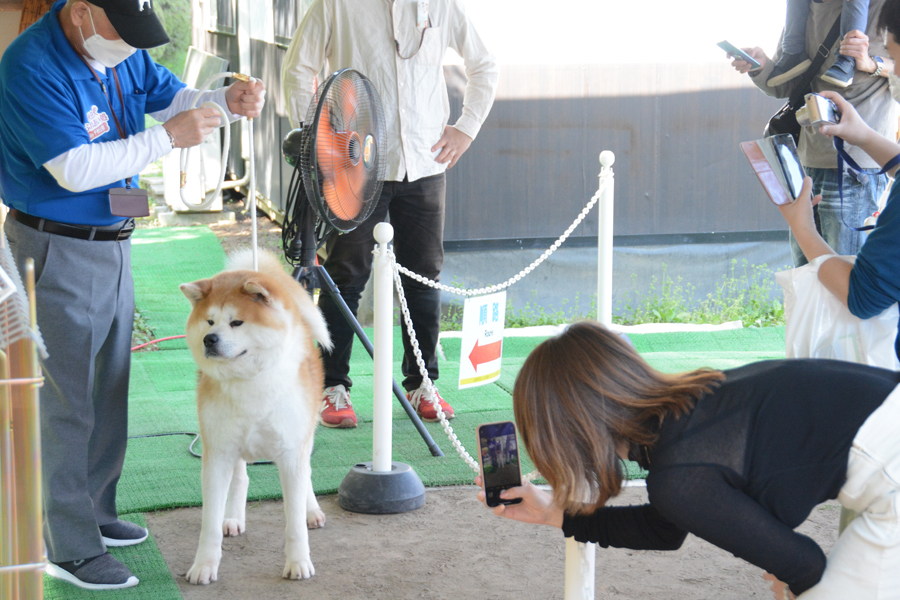 秋田犬に会える 秋田市 千秋公園に ふれあい処 秋田犬新聞