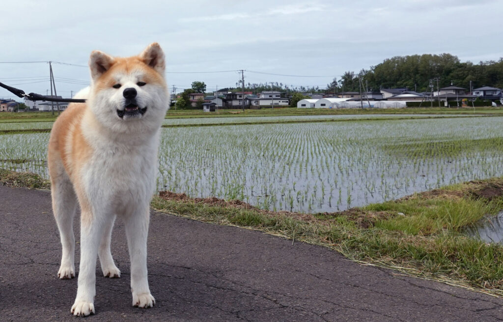 イモトアヤコさんに抱っこされた 五元 自然に囲まれ伸び伸び 動画 秋田犬新聞