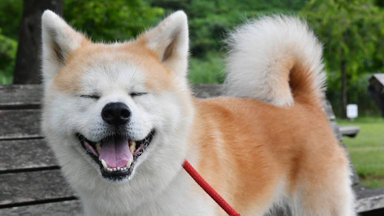 人生で最後の相棒に 保護犬 桃次郎と金さん 動画 秋田犬新聞