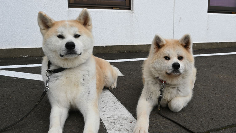 秋田犬新聞 Akitainu News