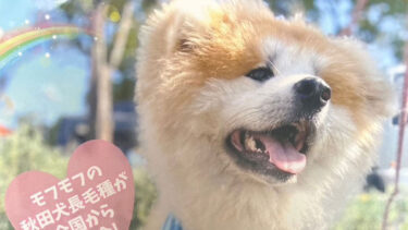 わさおのように愛される長毛秋田犬を探せ！　１３日に「わさお大賞」大阪大会