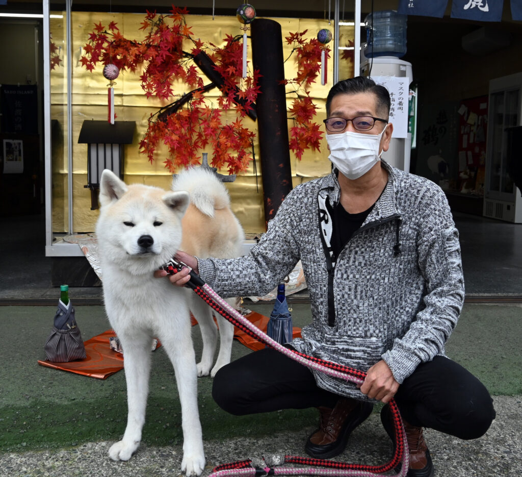 新潟・小林酒店の「優美」 客のおかげで看板犬に│秋田犬新聞