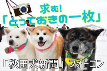 「とっておきの一枚」送ってね　秋田犬の写真、大募集！　１１月２５日締め切り
