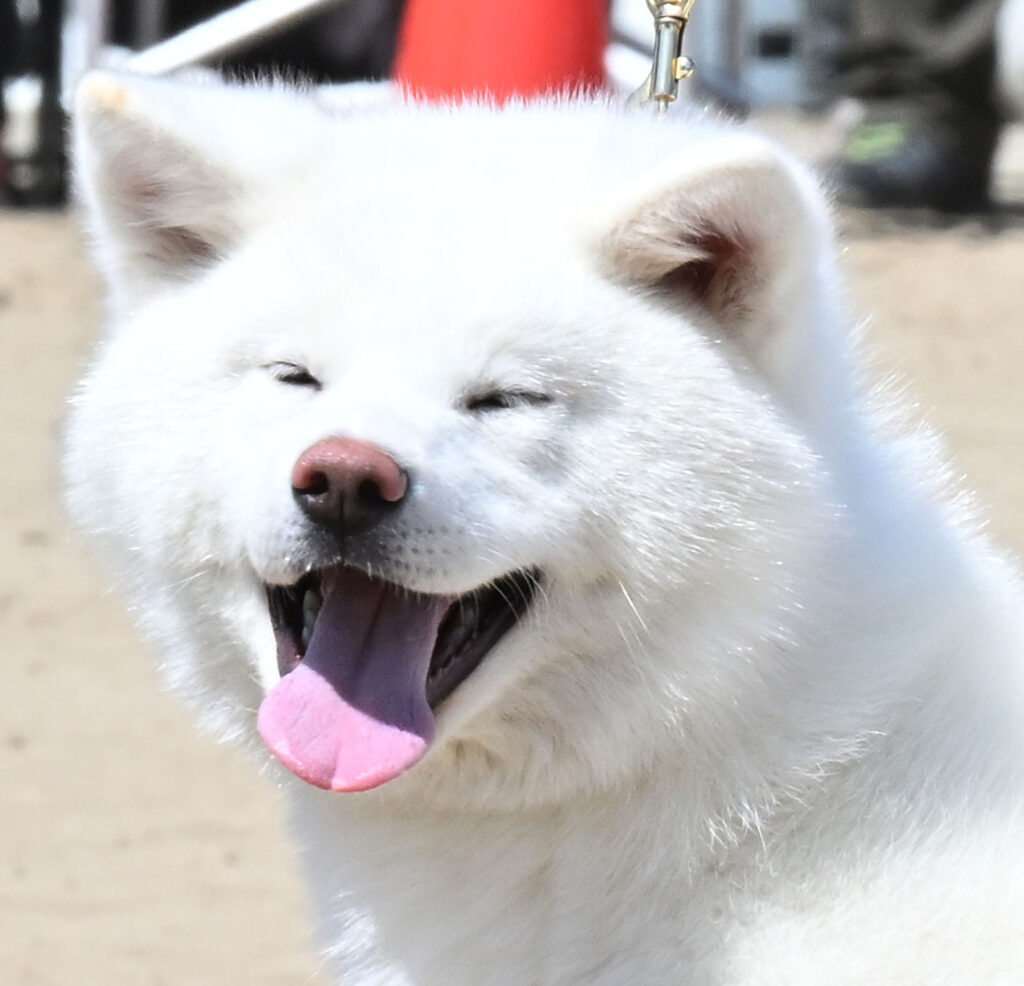 【写真特集】2年ぶりに大館市で本部展 〝秋田犬らしさ〟競う│秋田犬新聞