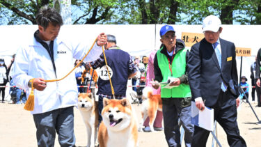 秋田犬保存会、春季本部展　１７０匹、容姿の美しさ競う　２年ぶり大館市で開催