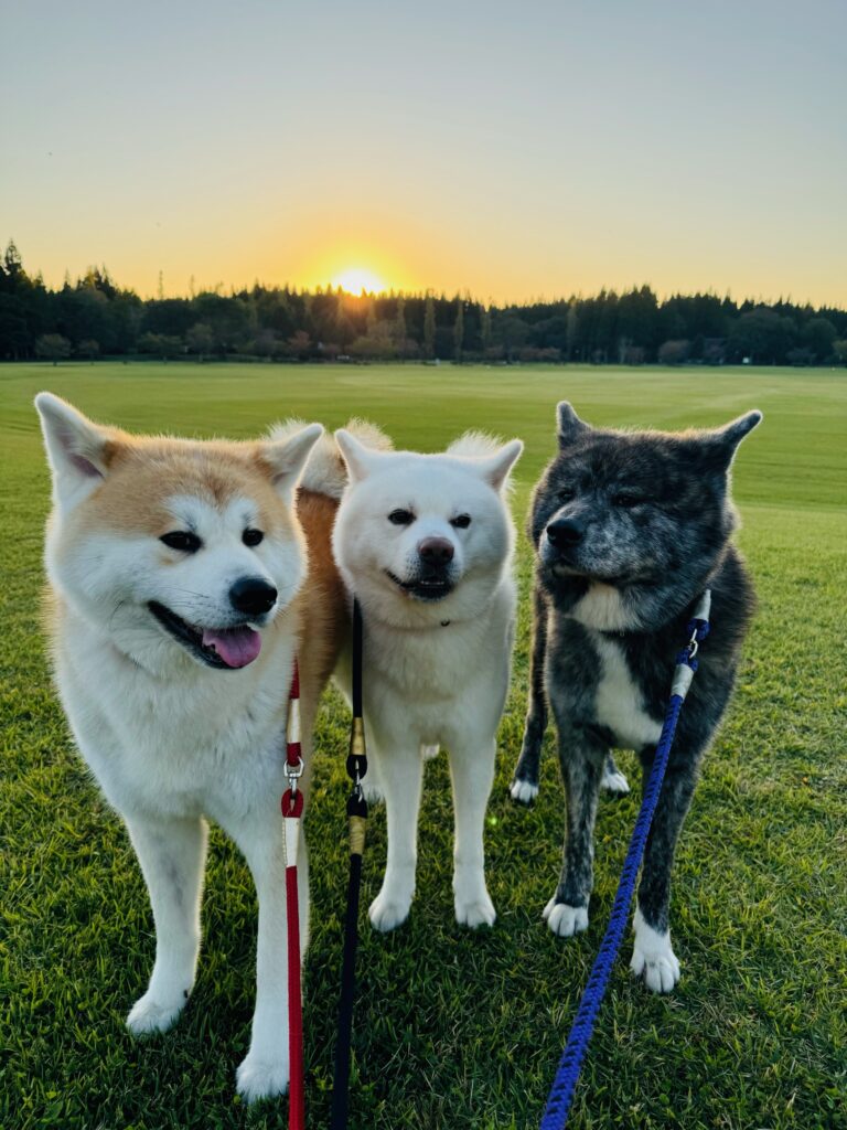 自慢の秋田犬】飼い主からの写真をご紹介！～１１月編～│秋田犬新聞
