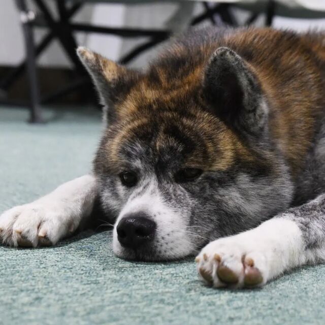 渋谷 秋田犬新聞