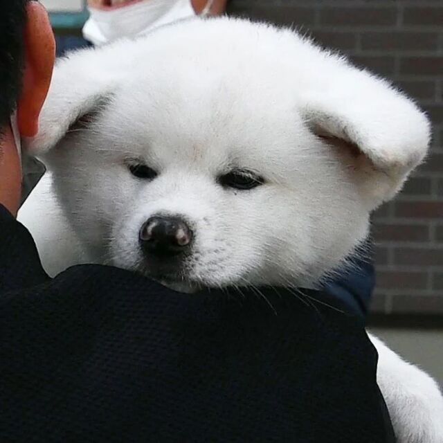 秋田犬新聞 Akitainu News