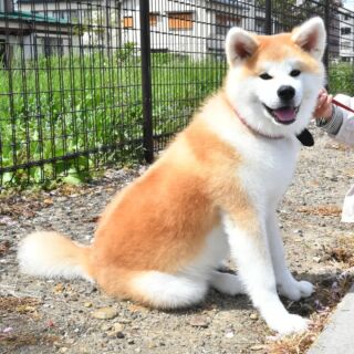 銀牙シリーズにも登場 高橋よしひろさんと虎毛秋田犬 秋田犬新聞