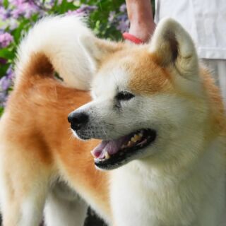 秋田犬新聞 Akitainu News