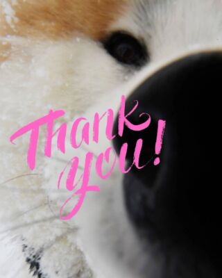 ありがとう「わさお」 ＜下＞ わさおは「ブサかわ」？│秋田犬新聞
