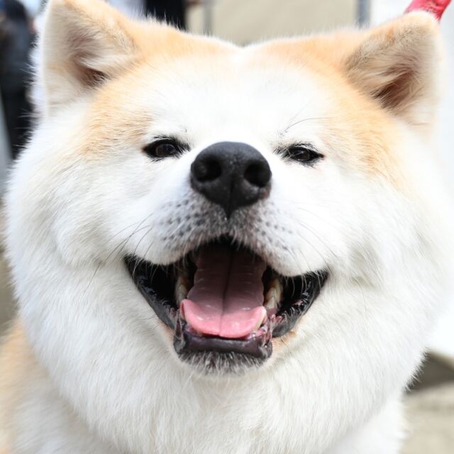 銅像建立でも“持っている”わさお 長毛秋田犬が紡いだ現代の忠犬ハチ公