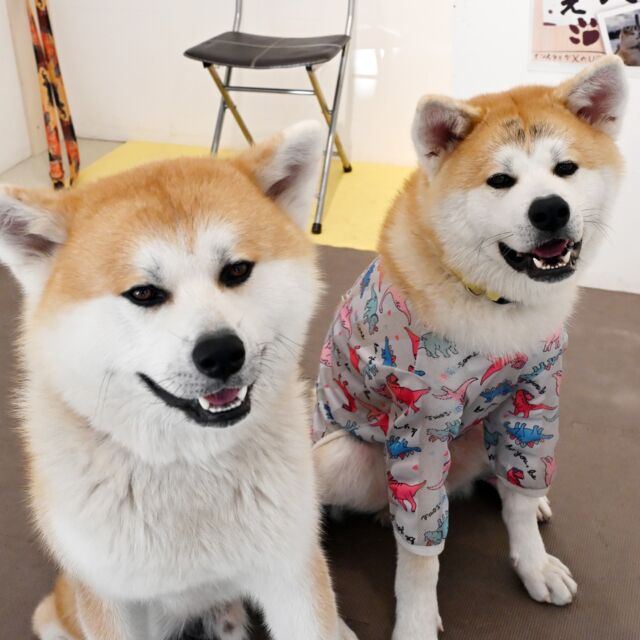 推しと触れ合える！ 大館に秋田犬カフェオープン│秋田犬新聞