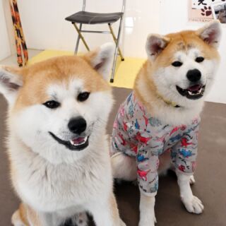 秋田犬が愛のキューピッド！ 鹿角八坂神社の御朱印│秋田犬新聞