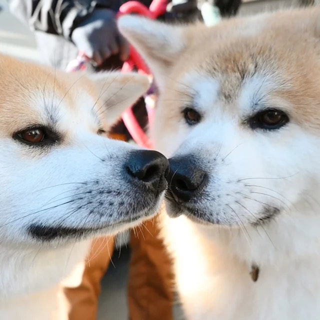 心も体もぽかぽかに チワワと2大看板犬の大雅│秋田犬新聞