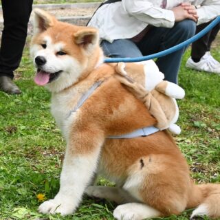 疲れ癒やす愛らしさ 八峰町の山田さん夫妻と茶太郎│秋田犬新聞