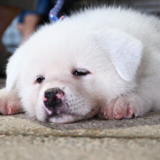 どんな犬も秋田犬に！ 「犬用」の顔はめパネルで撮影楽しんで│秋田犬新聞
